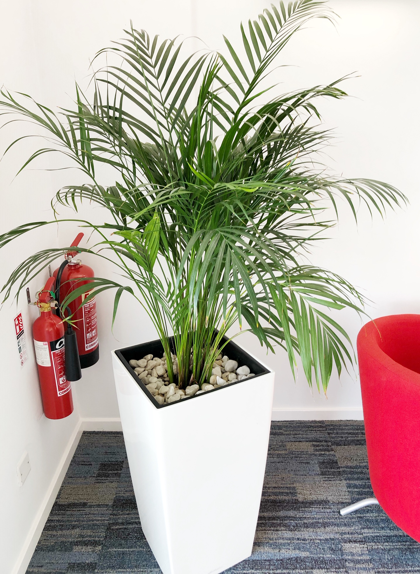 Office Plants Bristol Stunning Plants At Great Value Simply Plants